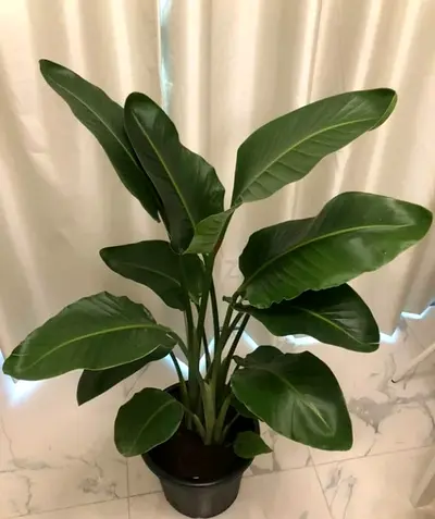 Bird Of Paradise 110cm - Sterilitzia Nicolai | Indoor Plant
