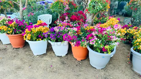 Vibrant Bougainvillea Flower Pots for Sale