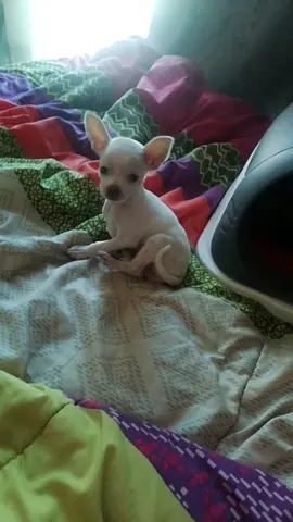 Tea cup Chihuahua for adoption