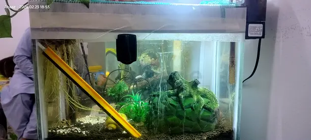 Beautiful Aquarium with Plants and Decor