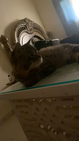 Cat Looking for a Home for free