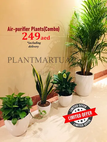 Combo: 4 Air Purifying Plants | CERAMIC POTS | indoor plants