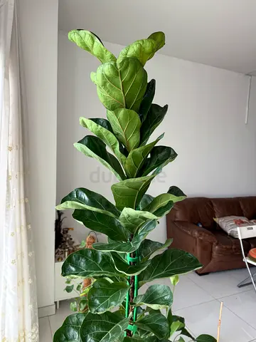 Indoor Plant - Fiddle Leaf Fig