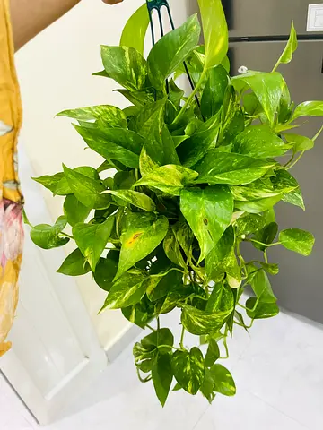 Beautiful Hanging Pothos Plant