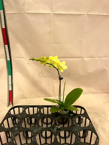 orchid plant