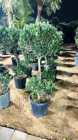 Beautiful Olive Tree Plant for Your Garden