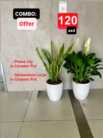 2pcs Combo: Potted Peace lily Plant  Sansevieria Plant- Ceramic Pots