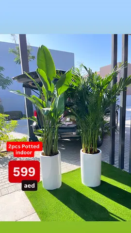 Potted Combo: Bird of Paradise + Areca|Bamboo Palm in Large Ceramic Pots | Indoor Plants