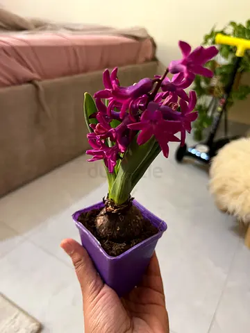 Beautiful Purple Orchid Plant in Pot