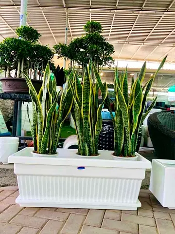 Stylish White Planter with Sansevieria Plants