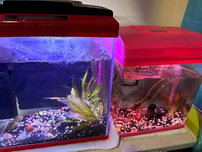 2 Fish tank with filter