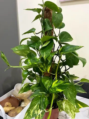 Indoor Houseplant - Pothos Plant (Epipremnum aureum)