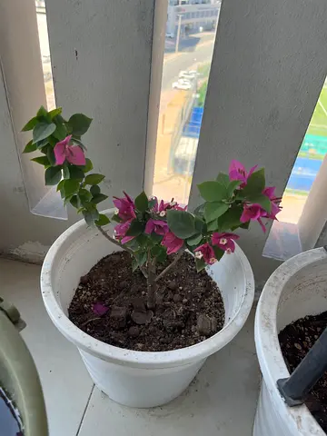 Bougainvillea Plant in Decorative Pot