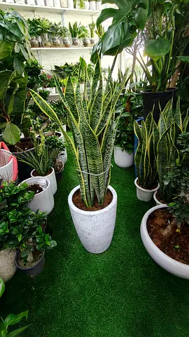 Well Snake Plant indoor