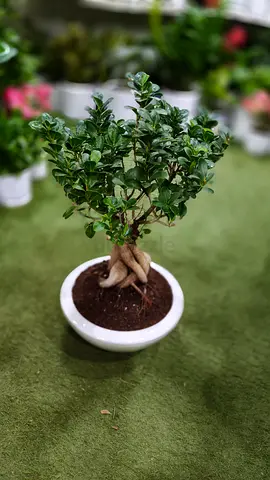 Well Bonsai Plant with Unique Roots beautiful pot zeromaintenance
