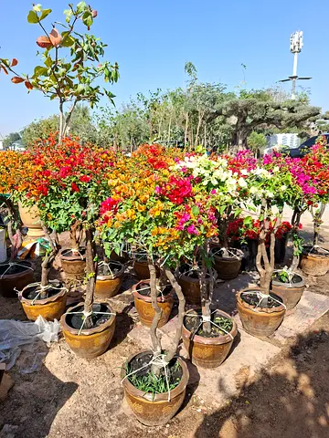 Beautiful Flower Pots with Colorful Blooms