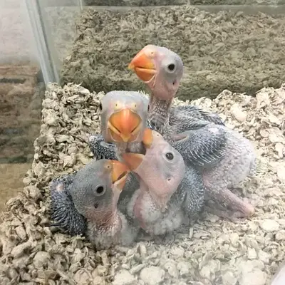 Nepali parrot (Alaxandrine) chicks is available