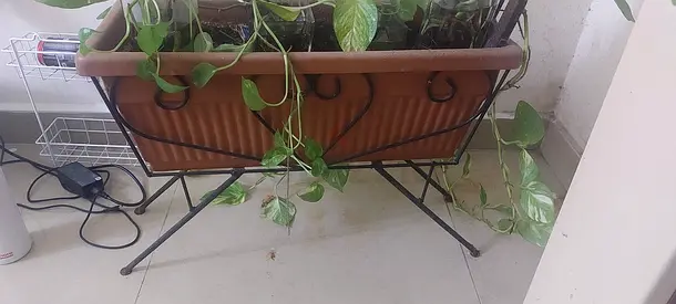 Stylish Plant Stand for Sale
