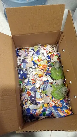 Baby Indian ringneck parrot looking for new home