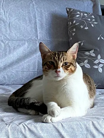 Friendly Cat Looking for a New Home..FOR  FREE…