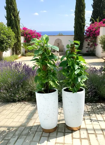 Stylish Potted Money Plants for home and office