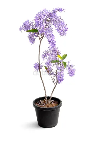 Petrea Volubilis ~ Purple Sandpaper Vine ~