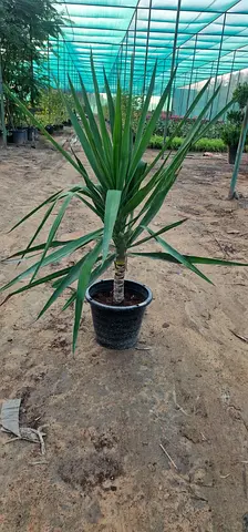 Potted Yucca Plant