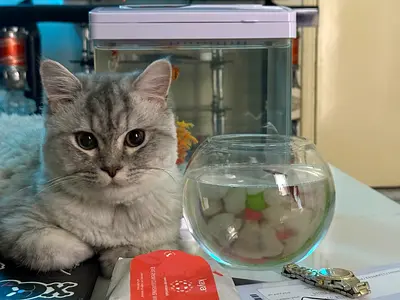 Pet Boarding for Cats (30-28AED/day) [pick up  drop off available]