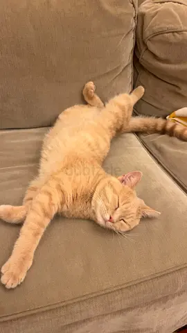 Free cat-looking for loving home