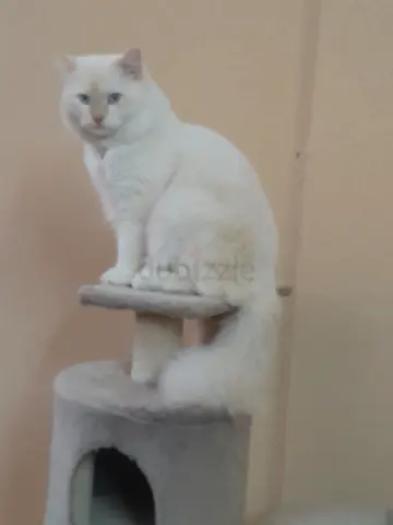 Fluffy White Cat for Adoption (Stud Cat)