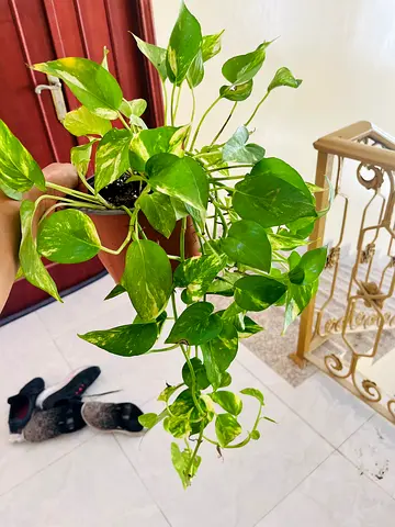 Pothos Plant in Pot for Sale