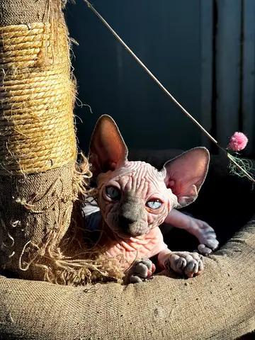 Cute Sphynx Kitten Looking for a Loving Home