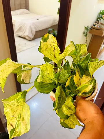Potted Green Indoor Plant with Variegated Leaves