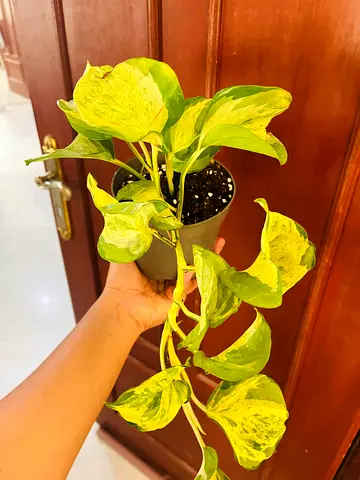 Pothos Plant for Sale