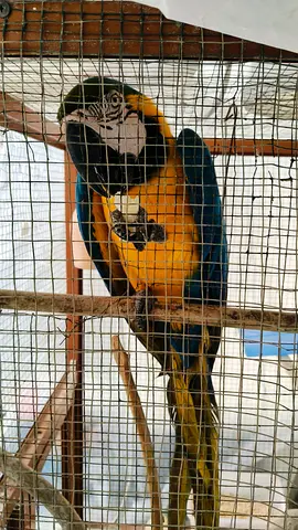 Blue and Golden Macaw Parrot lost