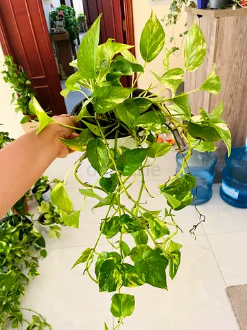 Beautiful Pothos Plant for Sale