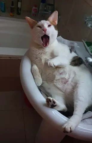 Adorable Katy is Looking for a New Home