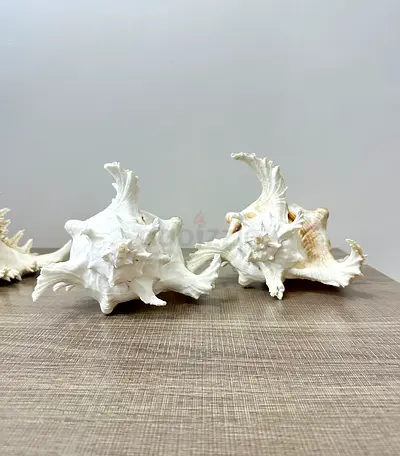 Beautiful Decorative Sea Shells