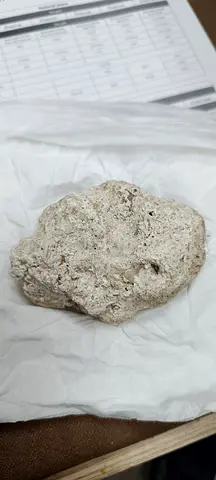 FISH AMBER WHITE COLOR HIGH QUALITY