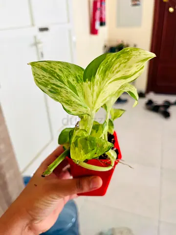 Beautiful Indoor Potted Plant