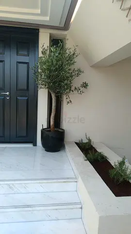 Elegant Potted Olive Tree for Your Entrance