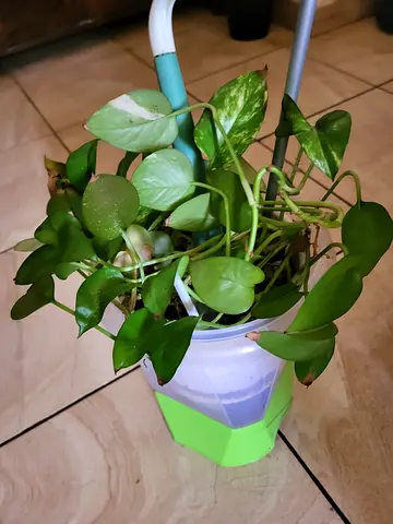 Indoor Plant in Decorative Pot