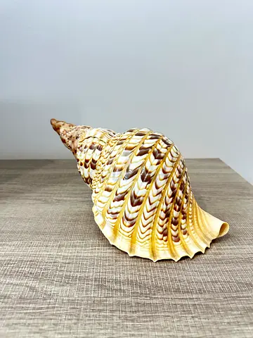 Beautiful Sea Shell Decoration