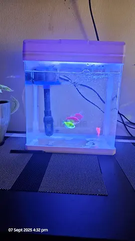 Small Aquarium without Fish