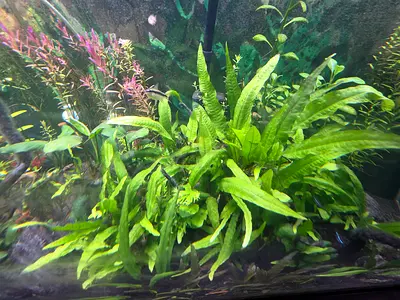 1.5 meter length Aquarium with Fish and Decor