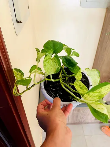 Beautiful Pothos Plant in Pot