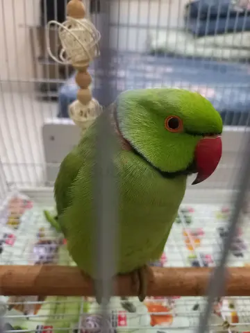 Lost Indian Ringneck parrot