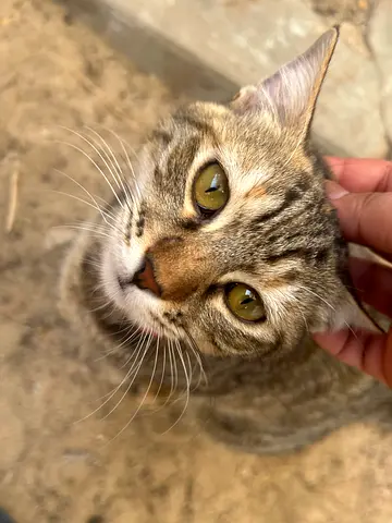 Atom Looking for a Loving Home