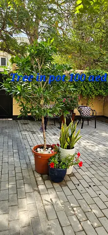 Potted tree for sale