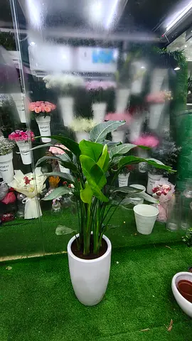 Bird of paradise,Indoor plant fresh arrival